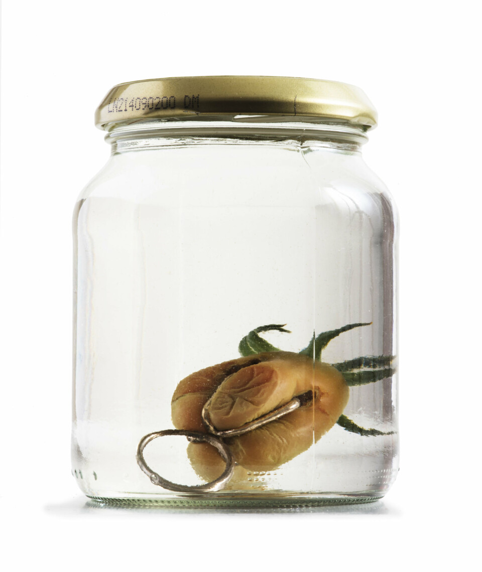 Hilde de Decker, For bonden og gartneren, 1999. Objekt, sølv, tomat, konserveringsglass. Foto: Guri Dahl Hilde de Decker, For bonden og gartneren, 1999. Objekt, sølv, tomat, konserveringsglass. Foto: Guri Dahl