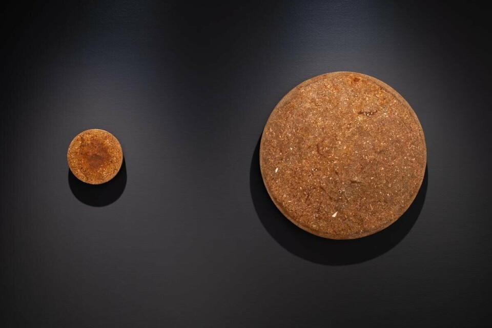 Trond Ansten, R19 og R20, 2020. Støpt slakteavfall fra torsk, proteinlim, husblas, armering og treplate. Foto: Ingun A. Mæhlum Trond Ansten, R19 og R20, 2020. Støpt slakteavfall fra torsk, proteinlim, husblas, armering og treplate. Foto: Ingun A. Mæhlum