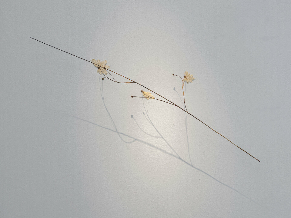 Charlotta Östlund, Arrow, 2018, Plantedeler, metall. Foto: Vegard KlevenCharlotta Östlunds skulpturer sammenstiller naturens uopphørlige sykluser med en subtil lyrisk følsomhet. Hennes arbeidskrevende teknikk, hvor hun bøyer og bearbeider tørket plantemateriale, er en metafor for livets flyktighet. De organiske, temporære og aldri statiske materialene eksisterer i en evig metamorfose, og omfavner naturmaterialets gradvise forfall. Charlotta Östlund, Arrow, 2018, Plantedeler, metall. Foto: Vegard KlevenCharlotta Östlunds skulpturer sammenstiller naturens uopphørlige sykluser med en subtil lyrisk følsomhet. Hennes arbeidskrevende teknikk, hvor hun bøyer og bearbeider tørket plantemateriale, er en metafor for livets flyktighet. De organiske, temporære og aldri statiske materialene eksisterer i en evig metamorfose, og omfavner naturmaterialets gradvise forfall.